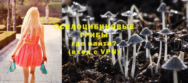 крисы Корсаков